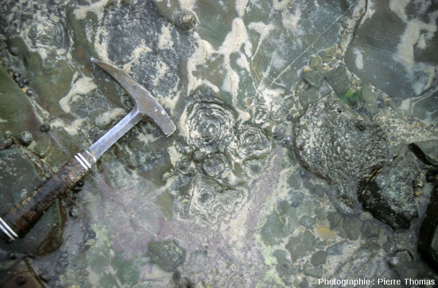 http://planet-terre.ens-lyon.fr/planetterre/objets/Images/Img525/525-stromatolithe-Cambrien-Barneville-Carteret-14.jpg