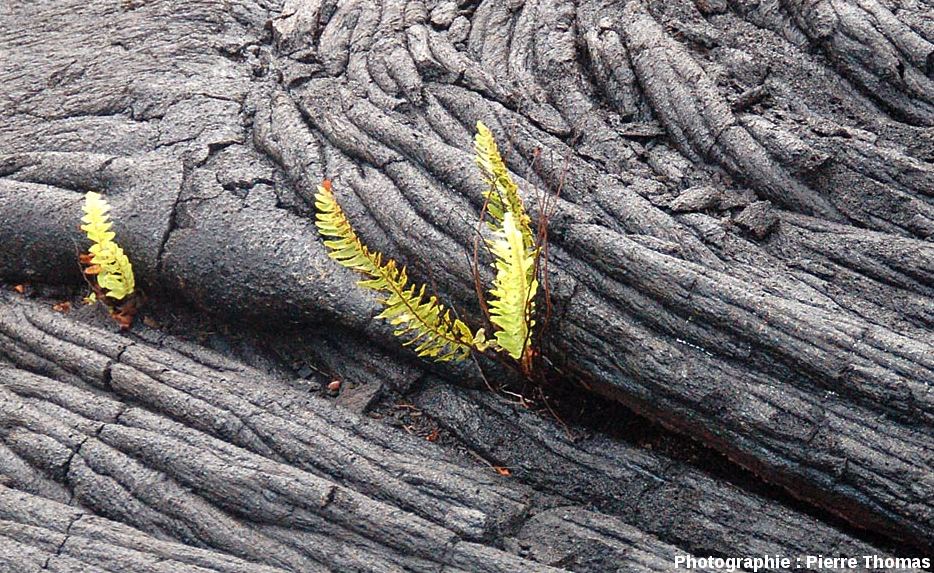 366-colonisation-fougere-basalte-Hawaii-13.jpg