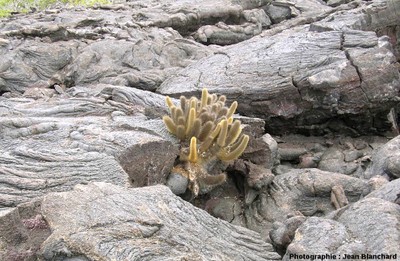 367-colonisation-cactus-basalte-Galapagos-03.jpg