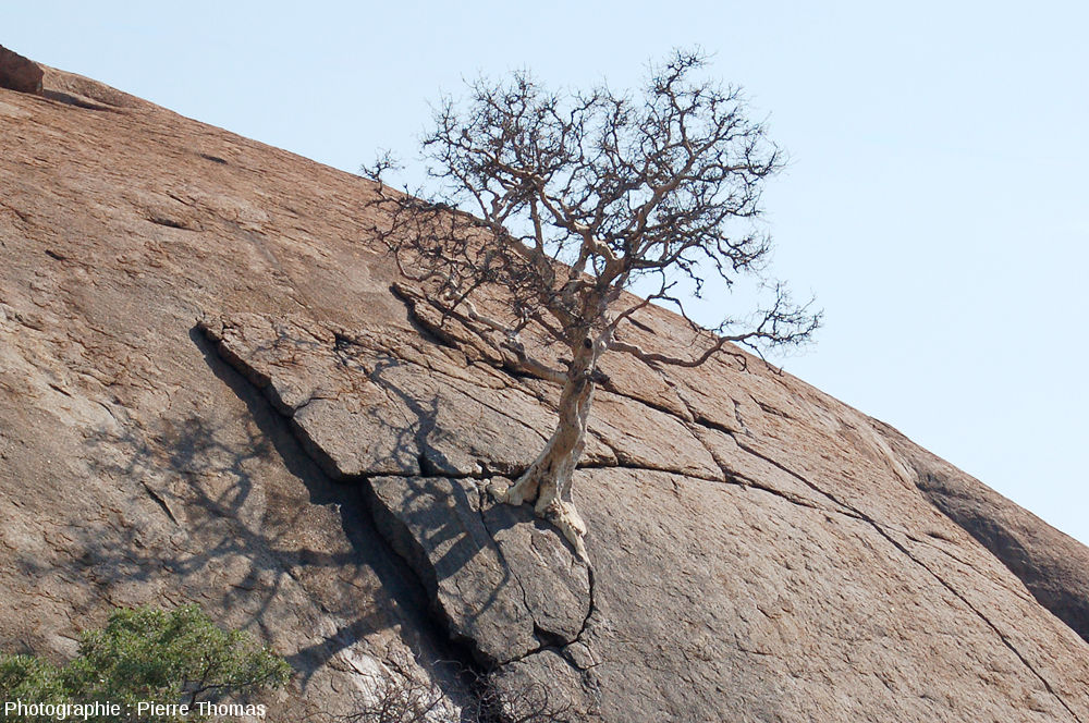 389-arbre-diaclase-inselberg-02.jpg
