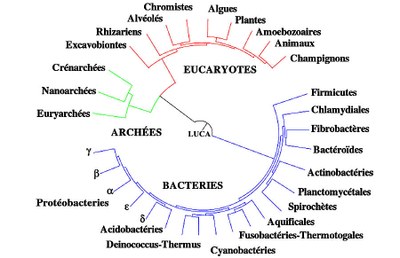 492-arbre-phylogenetique-14.jpg