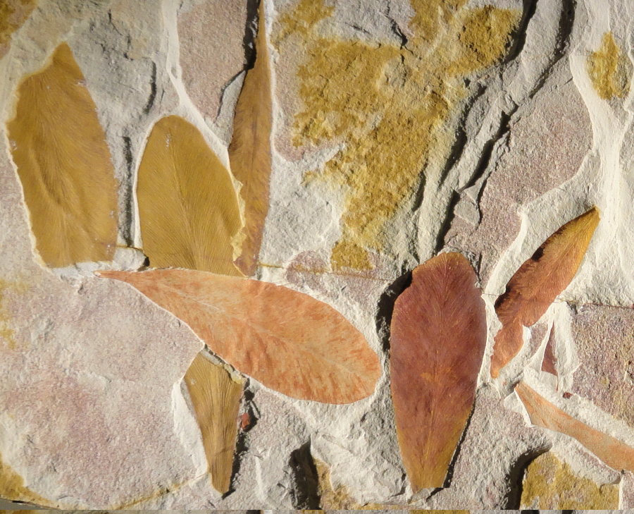 Glossopteris.jpg