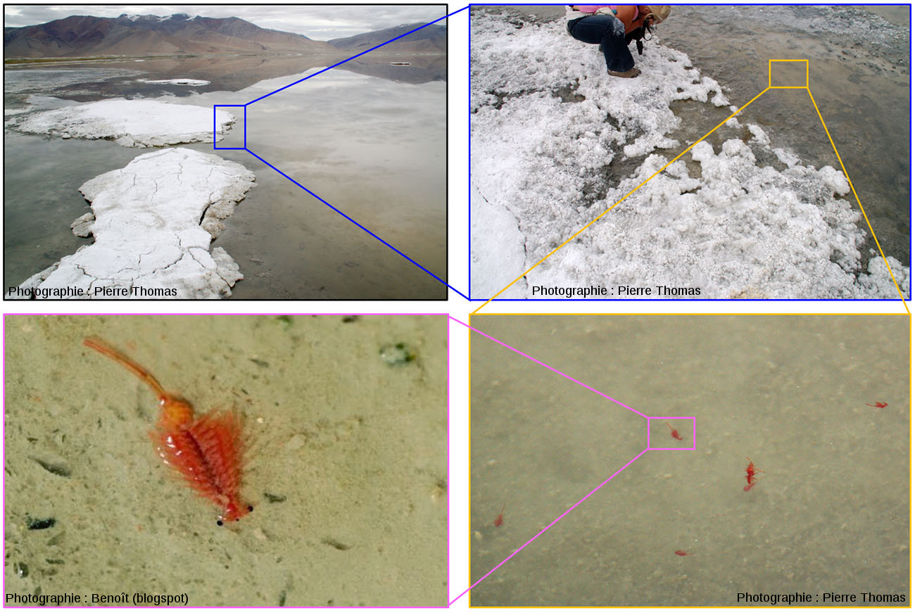 extremophiles-17.jpg