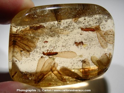ambre-insecte.jpg