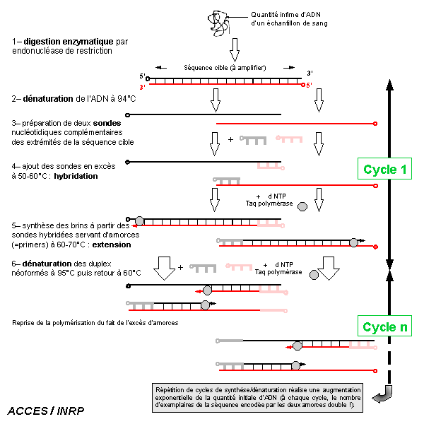 pcr.gif