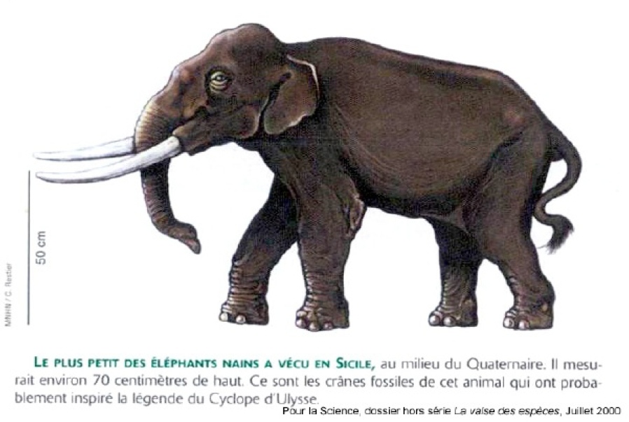 Elephant-nain-Sicile.jpg
