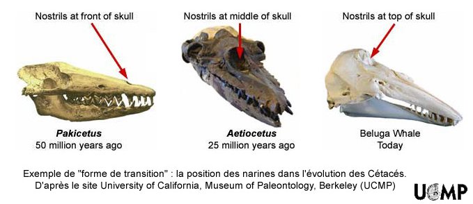 Evo-narines-cetaces.jpg
