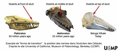 Evo-narines-cetaces.jpg