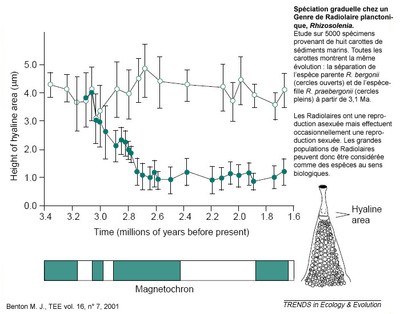 speciation-graduelle-radiolaire.jpg