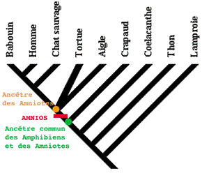 phylogenese-fig02.gif