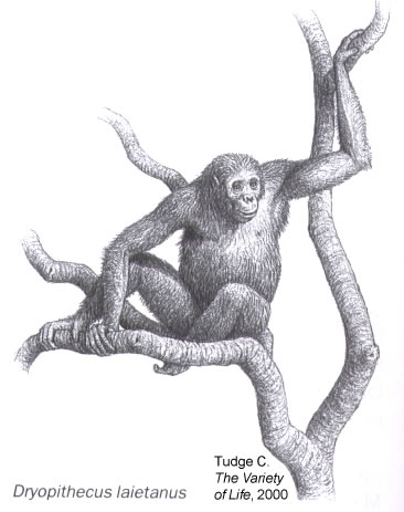 pier-dryopithecus.jpg