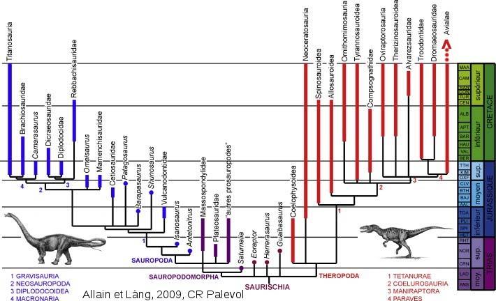 phylogenie-Saurischiens.jpg