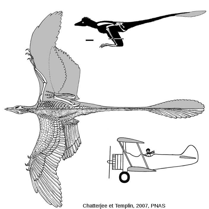 vol-Microraptor.png