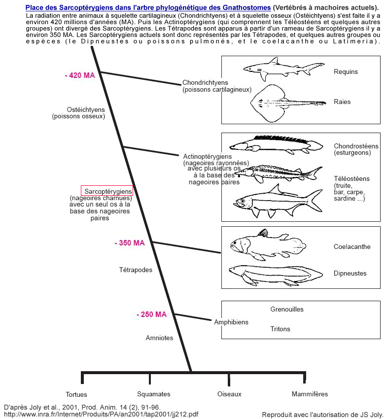 arbre-phylogen-gnathostomes.gif