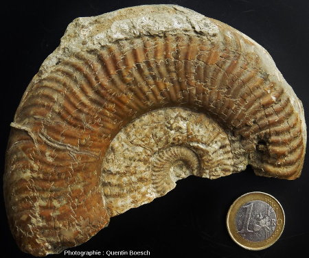 Ammonite du Lias