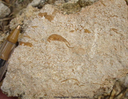Calcaire oolithique du Bajocien