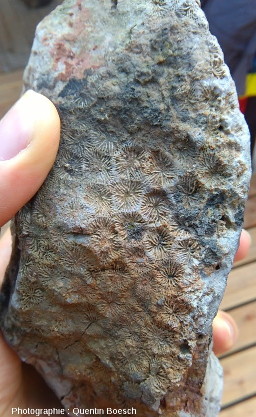 Corail fossile du Bajocien