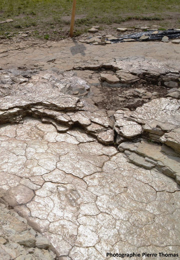 Deux traces de dinosaure du Jurassique supérieur (−155 Ma), Plagne, Ain