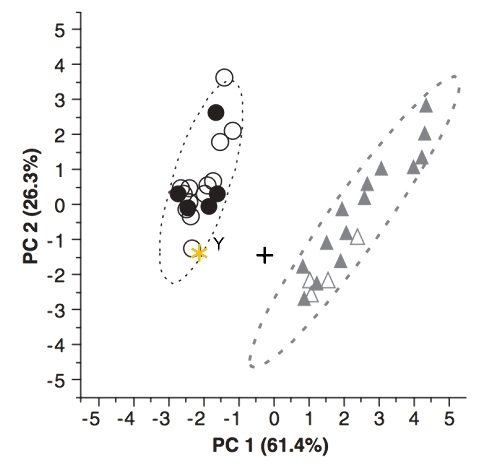 Analyse en composantes principales (ACP) des mesures effectuées sur les endocastes d'humains adultes (cercles blancs) et juvéniles (3ème molaire non sortie, cercles noirs), de chimpanzés communs adultes et juvéniles (triangles gris et blancs, respectivement), de MH1 (astérisque) et de deux Au. africanus (Sts 5, Y et Sts 60, +)