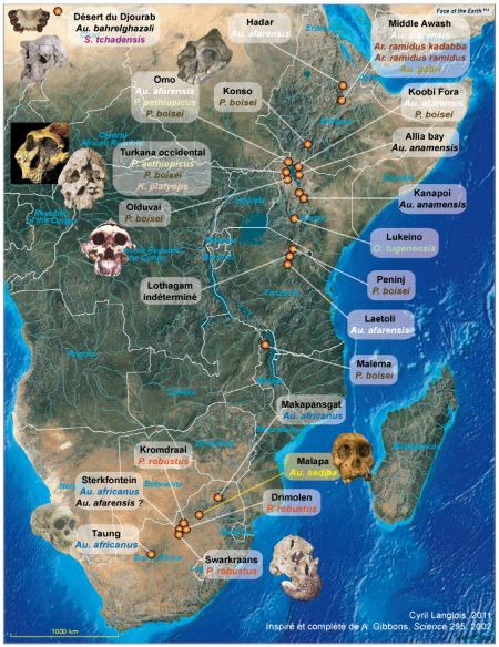 Répartition cartographique des fossiles d'Homininés mis au jour en Afrique