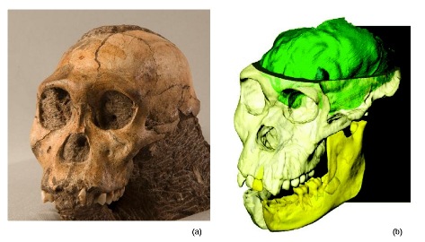 Le crâne de l'Au. sediba MH1 et sa reconstitution numérique