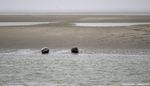 Deux phoques gris se reposent sur un banc sableux à marée basse, à proximité de la Pointe du Hourdel