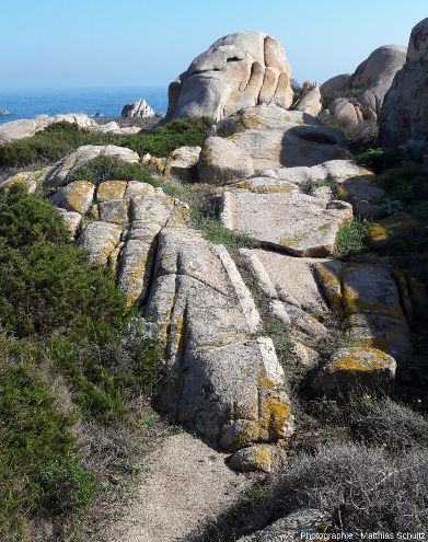 Filons blancs décimétriques de granitoïde microcristallisé (aplite) recoupant la granodiorite à grain moyen formant l'essentiel de l'ile de Lavezzo