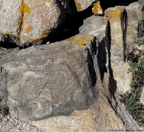 Filon gabbro-dioritique pluridécimétrique intrusif au sein de la granodiorite de l'ile Lavezzo