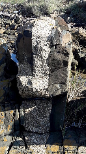 Détail de la série de filons basiques décimétriques dans la granodiorite de l'ile Lavezzo