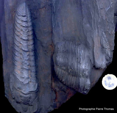 Fossiles de trilobites du Silurien