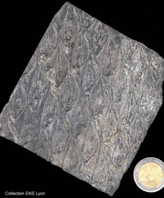 Échantillon de Lepodidendron fossile
