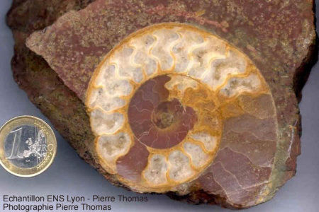 Ammonite du Toarcien des Monts d'Or Lyonnais (Rhône) avec remplissage de calcite