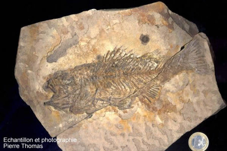 Percilia angusta, un poisson fossile paléocène de Menat (Puy de Dôme))