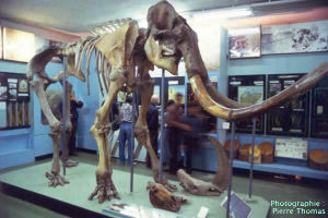 Squelette entier de mammouth