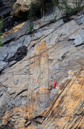 Fossiles de troncs de Calamites à plat dans les couches de charbon (bassin de Graissessac, 34)