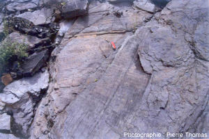 Fossiles de Sigillaires dans les couches de charbon du bassin de Graissessac (34)