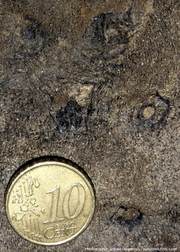 Détail de cicatrices à la surface d'une souche de sigillaire fossile en place dans une falaise de grès, Champclauson, bassin d'Alès (30)