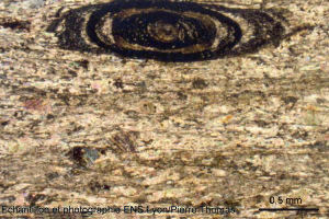 Oolite étirée observée dans une lame mince (LPA) de calcaire jurassique des Corbières