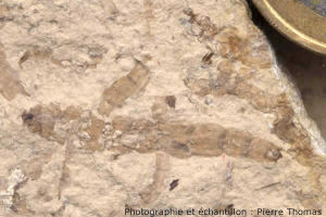 Détail d'une larve de diptère fossilisée dans une marne de Limagne