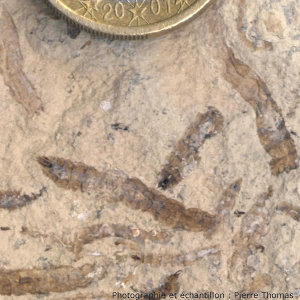 Vue de détail de plusieurs larves de diptère fossilisées dans une marne de Limagne