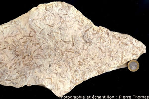 Fossiles de larves de diptères sur marnes de Limagne, témoignage d'un petit drame écologique à l'Oligocène