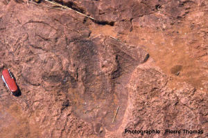 Trace de dinosaure théropode sur des grès liasiques à Otjihaenamaparero (Namibie)