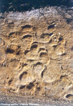 Empreintes de Sauropode, Coisia (Jura)