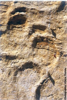 Détail des empreintes de sauropode, Coisia (39)