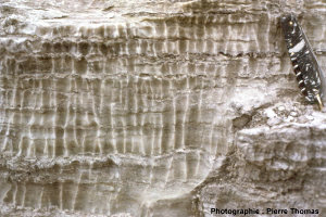 Vue de détail des micro-figures de dissolution dans du gypse, oligocène de Mormoiron (Vaucluse) sur le bord de la D224