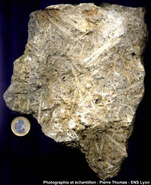Vue d'ensemble d'un calcaire bioclastique du jurassique lorrain