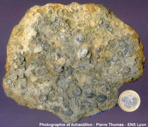 Calcaire à entroques avec des fragments de crinoïdes à section circulaire (paléozoïque du Boulonnais, Pas de Calais)