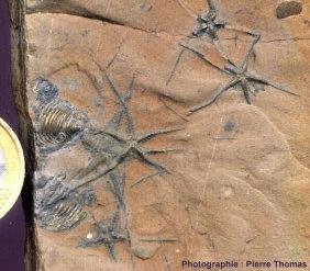 Ophiures fossiles (Ophiopinna elegans du Callovien), dans une marne jurassique de la Voûlte sur Rhône, Ardèche