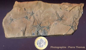 Vue d'ensemble de l'échantillon de marne jurassique à ophiures et bivalves épigénisés en pyrite.