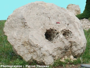 Vue générale de la « boule stromatolithique » à stipes de palmier, Gannat (Allier)